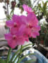 Vanda