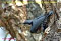 [6]Chestnut-vented Nuthatch12Apr2013-52a-s.jpg