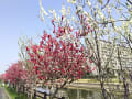 [26]坂川の河津桜１