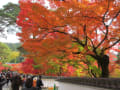 京都（永観堂、南禅寺、天授庵、無鄰菴）