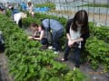 H29　６/２０（火）体験Day in 壮瞥町いちご狩り