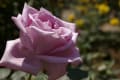 神代植物園の薔薇　２０１５・春