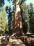 Sequoia