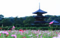 奈良県斑鳩の里　法起寺と秋桜　（2012年10月11日）