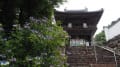 2024.06.25.岐阜の三光寺で山アジサイ