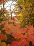 木曾の紅葉～森林浴発祥の地より～