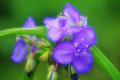 曇りのち小雨の日の花