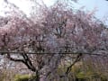 2017年4月枯山水退蔵院庭園の桜