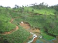 Tea factory at Nuwara Eliya