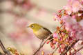 勝島運河の河津桜　メジロ　２