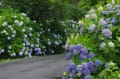 梅雨の嵐山金泉寺・紫陽花寺