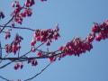 今年の桜2014