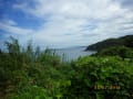 野母崎半島の山～ノシランの花