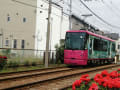 都電荒川線線路沿いの薔薇