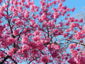 2016年2月2日　緋寒桜満開