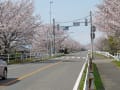 木曽川堤と蘇南公園の桜