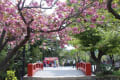 [11]鶴岡八幡宮　平家池の八重桜