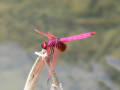 紅蜻蛉＃2