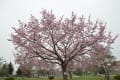 三日見ぬまの桜かな