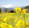 ふるさと農園四季の里「蜂花苑」