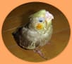 オカメインコの「シナモン」です