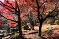 公園の紅葉そして山へ