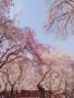 [40]平野神社の桜