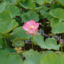 利根町親水公園の蓮花