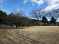 河津桜・・・市ノ坪公園～開花