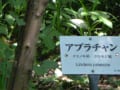 埼玉の小さな森（植物園）