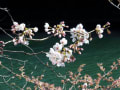 2015年3月24日のソメイヨシノと山桜