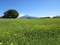 2018菜の花.森田付近