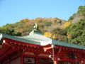 神戸布引・北野坂・生田神社の紅葉