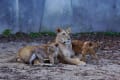 赤ちゃんライオン・安佐動物園　190118