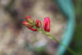 開花待つアジサイ；芍薬他