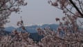 2015年04月12日高遠城址の桜