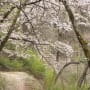 山の神 千本桜