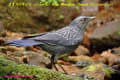 [14]Blue Whistling-Thrush18Dec2013-03a-s.jpg