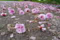 石崎地主海神社・去る桜２０１７年５月３０日