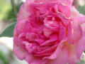 [193]2011.may rose 041.JPG