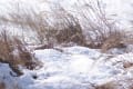 雪の白鳥飛来地