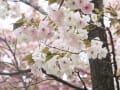 [12]八重桜/井の頭公園西園