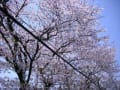 平成２３年　京都市内で開花した桜