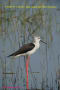 [7]Black-winged Stilt20Apr2011-06p-s.jpg