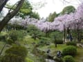 京都・平安神宮の桜