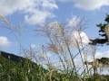 9月23日朝の散歩とハクの仕事