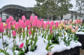 草津水生植物公園みずの森の雪景色