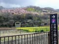 花見山公園～十万劫山へ