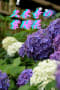 久米寺の紫陽花
