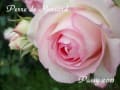 春の薔薇*京成バラ園*１*２０１１*